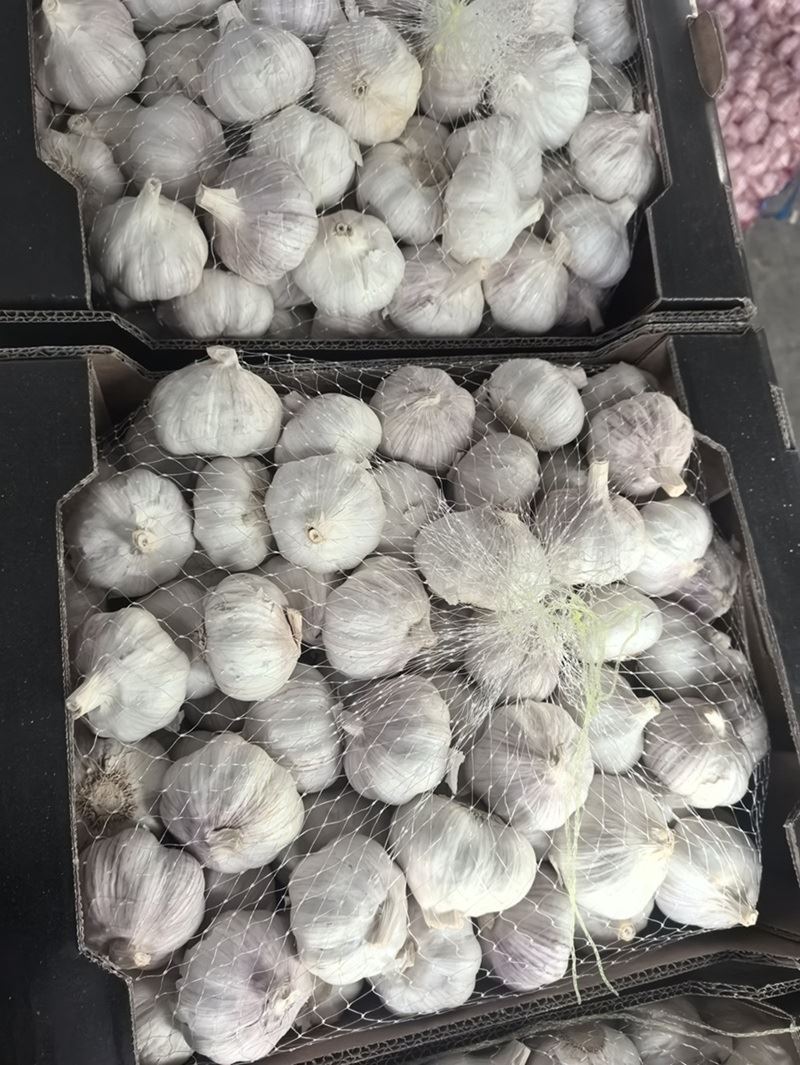 Fresh Garlic in The Box