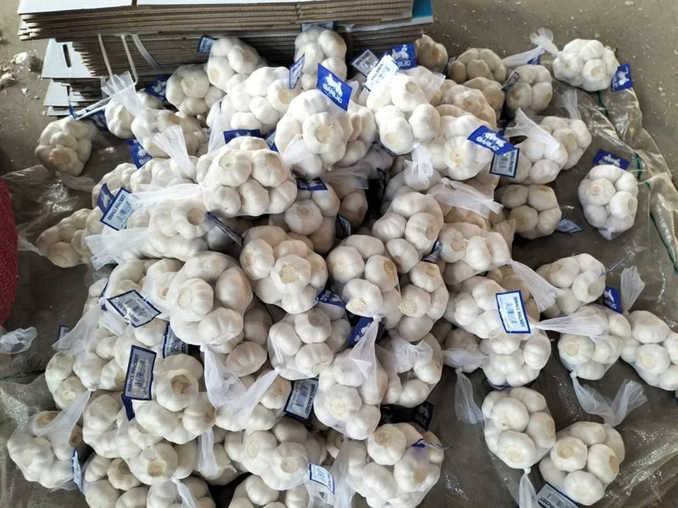 กระเทียมกระเป๋าสุทธิ