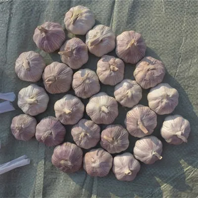 กระเทียมม่วง